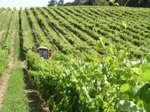 Hotel Quinta De Catralvos Azeitão Zewnętrze zdjęcie